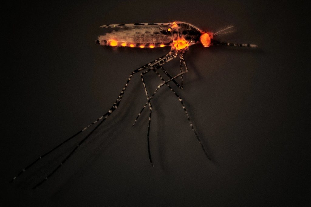 Mosca. Craig Cutler para The New York Times