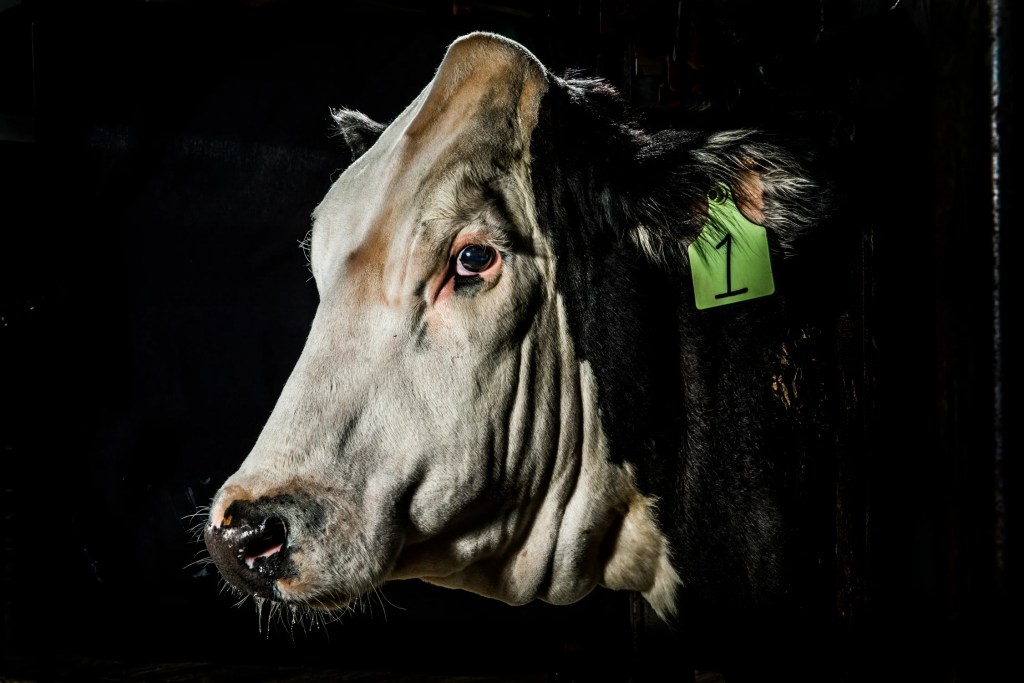 Vaca usada para experimento de Ingeneriía Genética para hacerlas más resistentes al calor