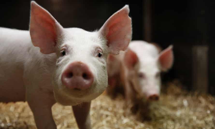 Imagen de cerdo mirando de frente. Atrás otro cerdo
